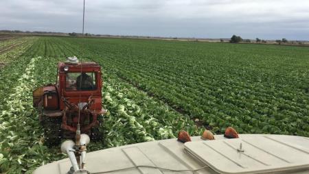 Получатель субсидии (поддержки) и микрозаймов индивидуальный предприниматель Петросян Павел Валерьевич (овощеводство)