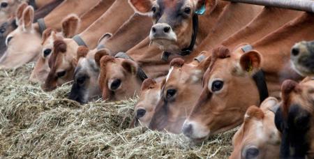 Проведение в 2018 году дополнительного конкурса по отбору семейных животноводческих ферм