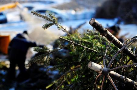 В Коломне развернули пункты утилизации живых елей