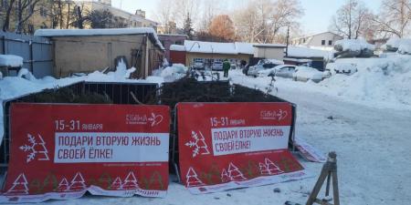 Пункты сбора и утилизации живых елей в Коломенском г.о.