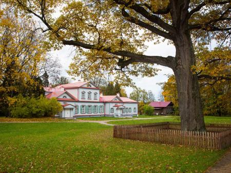 Российский дуб может стать Европейским деревом года