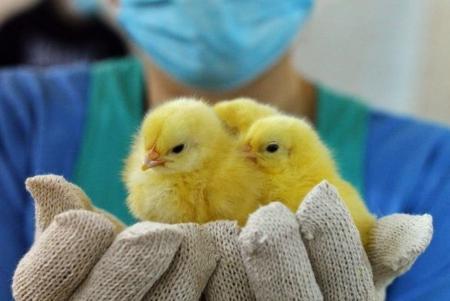 Внимание! Птичий грипп!