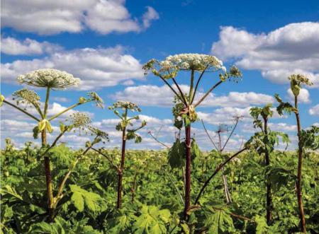 Почему опасен борщевик