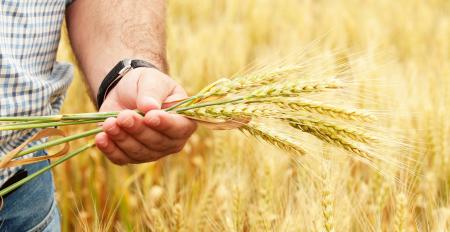 Конкурс по отбору начинающих фермеров