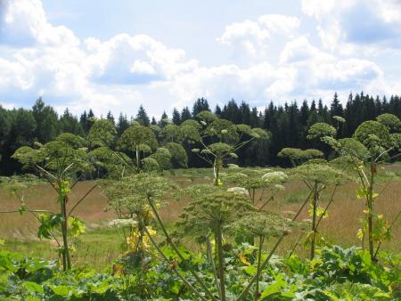 Информация о публичном слое истребления борщевика