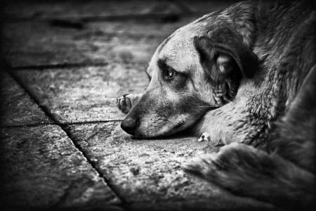 Не оставляйте животных на даче