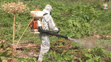 В Коломне обработали от борщевика дополнительно 55 гектар