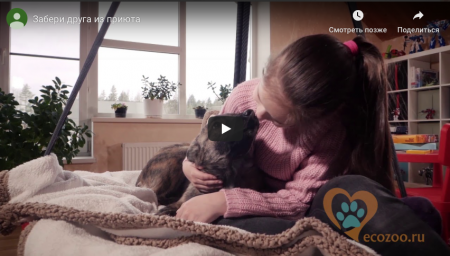 Забери друга из приюта