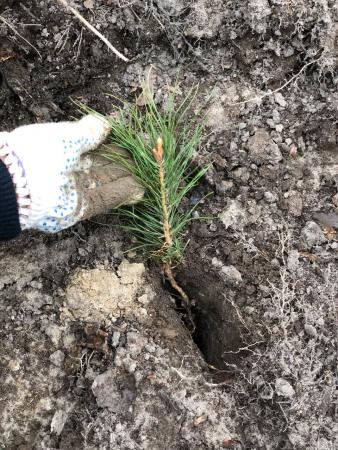 В Подмосковье началась интенсивная работа по лесовосстановлению.