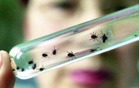 Роспотребнадзор напоминает коломенцам об опасности клещей