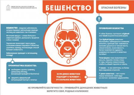 Коломенцы могут сделать бесплатную прививку от бешенства своим питомцам