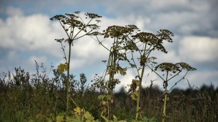 Какой штраф грозит собственнику или арендатору земли за произрастание борщевика