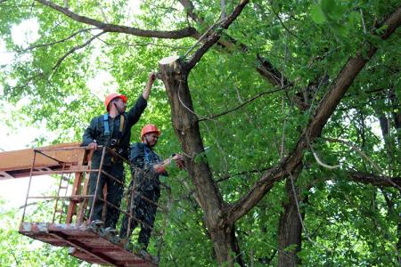 В июле ООО «ДГХ» проведёт ликвидацию значительно большего числа сухостойных деревьев, чем в предыдущие месяцы