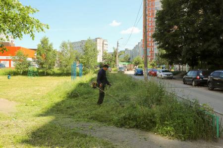 Уже несколько недель подряд вопросы покоса и опиловки являются самыми острыми в Подмосковье