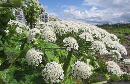 Коломенский отдел Россельхознадзора проводит осмотры земельных участков на наличие борщевика