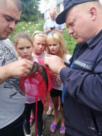 Коломенские спасатели освободили запутавшуюся ласточку