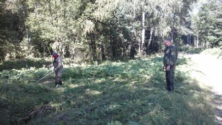 В Коломне идет третий этап борьбы с борщевиком Сосновского