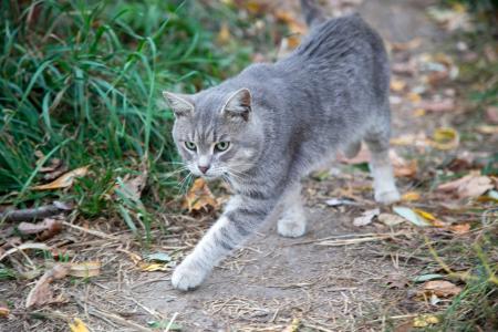 Коломенцам рассказывают о чипировании домашних животных