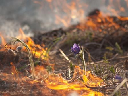 Подведены итоги пожароопасного сезона 2020 года в лесах Московской области