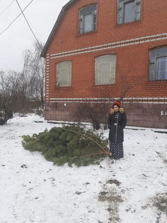 Коломенцам рассказывают о незаконной рубке деревьев