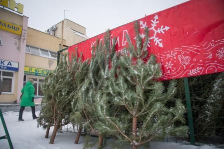 Ёлочные базары в Коломне предлагают жителям ассортимент новогодних хвойных украшений