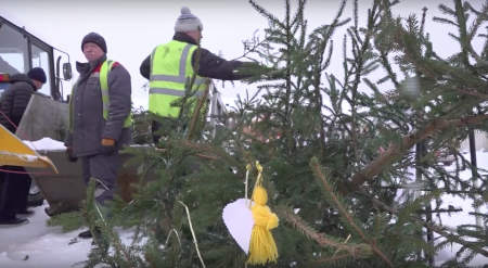 Озерчане подарили вторую жизнь новогодним елям