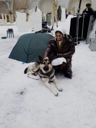 Четвероногий воспитанник коломенского кинологического клуба «Тори» участвует в съёмках нового фильма