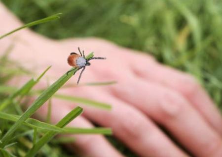 Жителям округа напомнили про высокую активность клещей