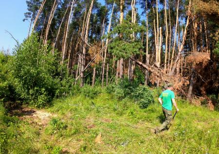 Сотрудники Мособллеса следят за санитарным состоянием коломенских лесов