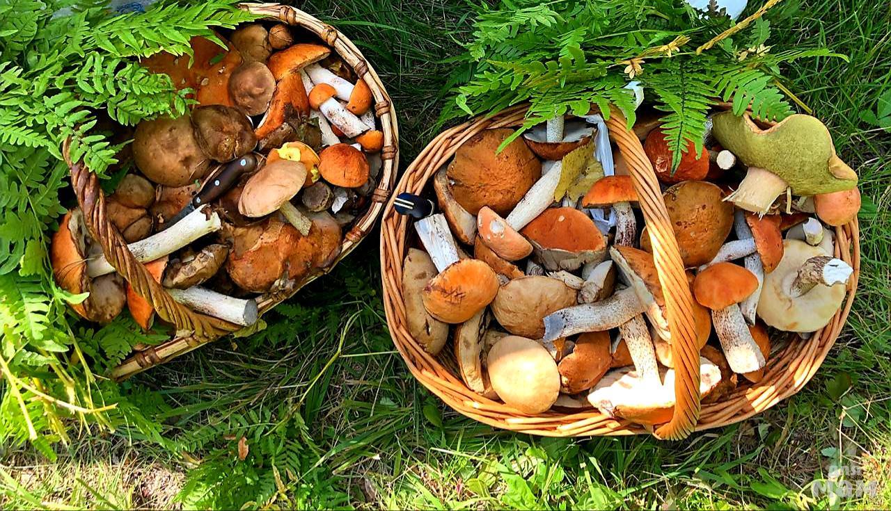 Коломенцам и озерчанам напоминают правила безопасного похода за грибами