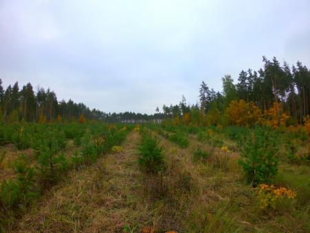 Сотрудники &laquo;Мособллеса&raquo; контролируют уход за лесными культурами на территории Коломны
