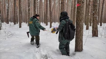 Сотрудники &laquo;Мособллеса&raquo; провели обследование в озёрских лесах