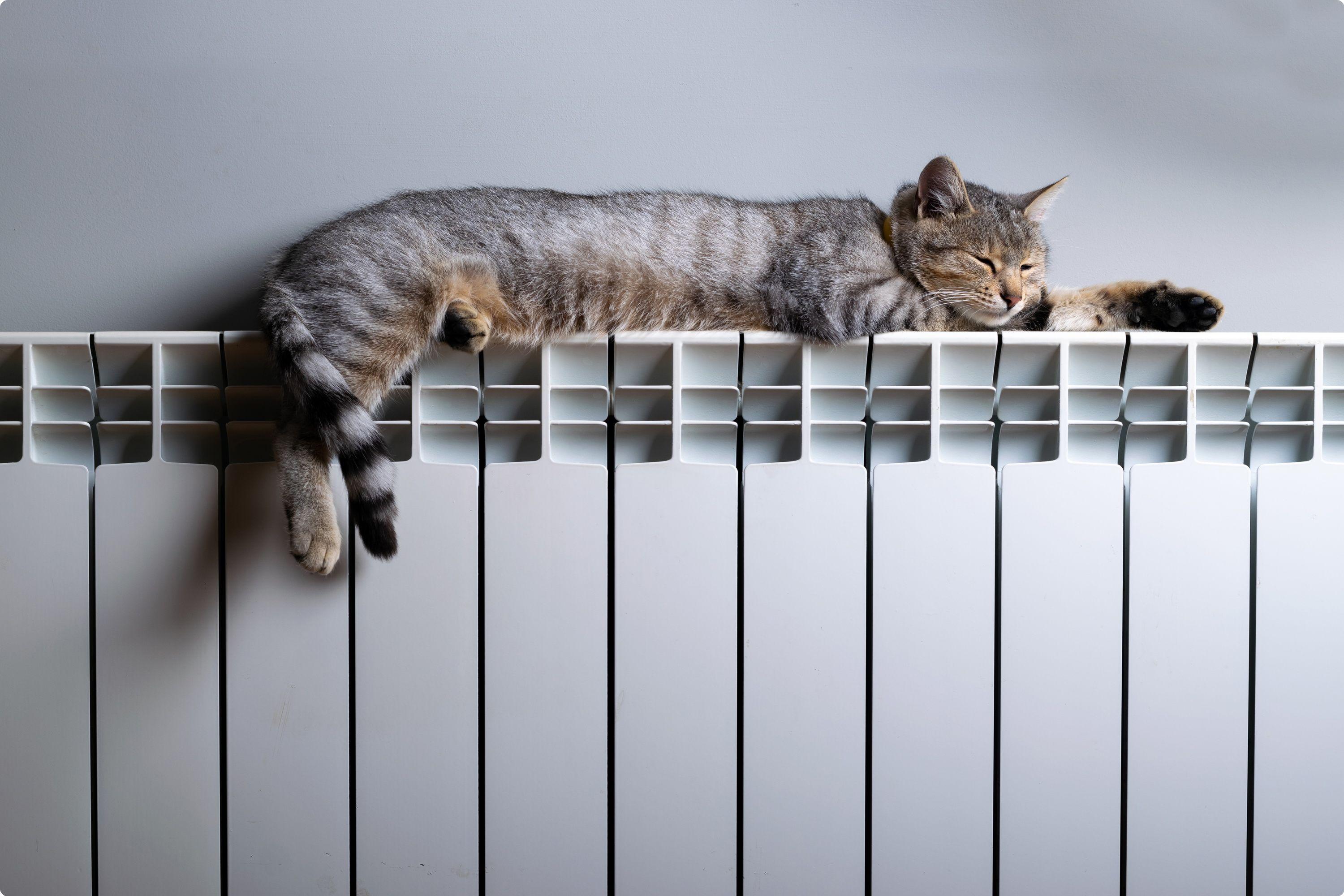 Тепла отопительные приборы. Кошка на батарее. Радиатор отопления. Отопление кот. Кот на радиаторе отопления.