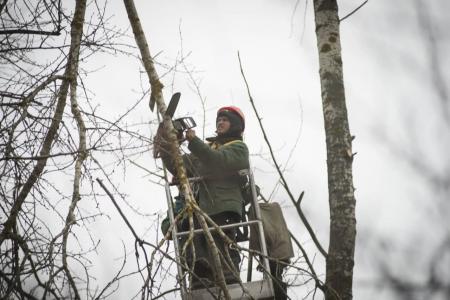 Департамент городского хозяйства возобновил работу по кронированию деревьев