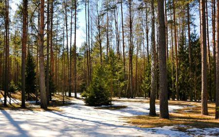 Сотрудниками лесной охраны запланирован комплекс мероприятий по обнаружению незаконных рубок