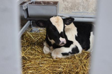 Городской округ Коломна – лидер в регионе по производству молока