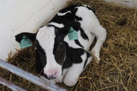 Коломна стала одним из подмосковных лидеров по производству молока