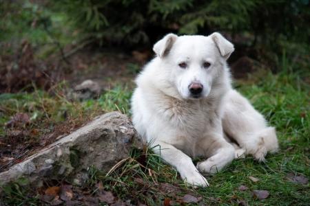 Как в Городском окурге Коломна проходит отлов и чипирование безнадзорных животных?