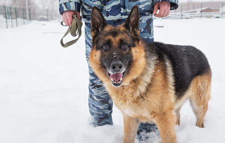 Организационные и профилактические мероприятия в период подготовки к проведению праздничных мероприятий, посвященных Новому году и Рождеству Христову