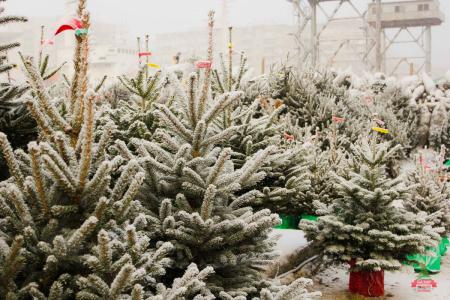 На территории Городского округа Коломна начинают работу Ёлочные базары