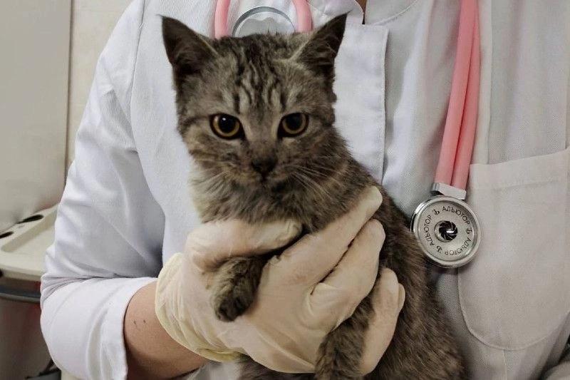 В Озёрскую ветеринарную станцию привезли котенка, которого спасли из горящего дома сотрудники МЧС