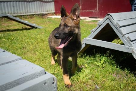 На портале «Добродел» продолжается сбор предложений по площадкам для выгула собак в Подмосковье