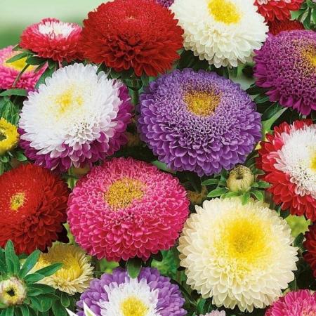 В Коломне пассажирам автобусов подарят семена цветов