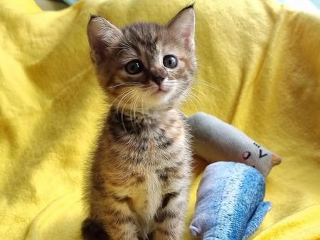 В Коломне пройдёт благотворительная акция по сбору кормов для кошек и собак