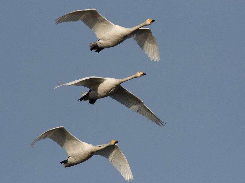 Редкие лебеди-кликуны замечены в Коломне