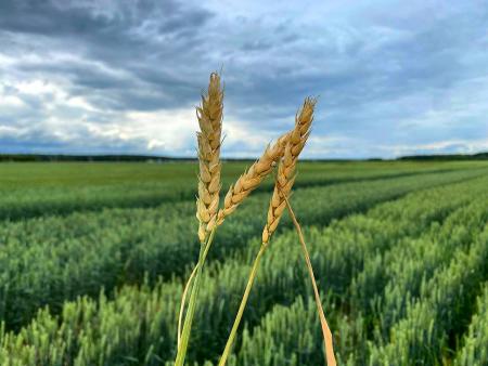 Министерство сельского хозяйства и продовольствия Подмосковья продолжает подведение итогов уходящего года