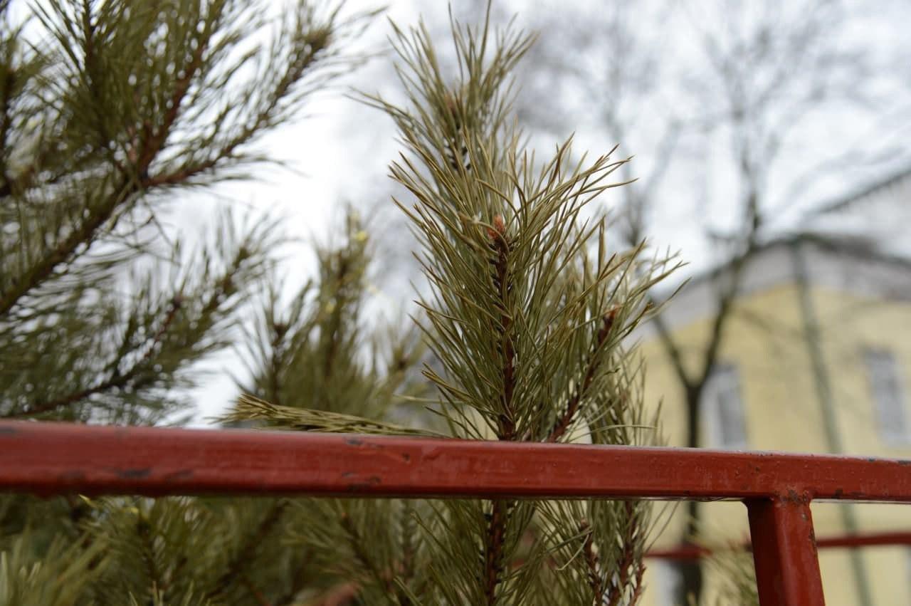 Пять площадок для утилизации новогодних елей откроют в Городском округе Коломна в январе