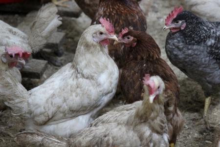 Случаев птичьего гриппа в Подмосковье не выявлено. Следить за ситуацией продолжат сотрудники Минэкологии