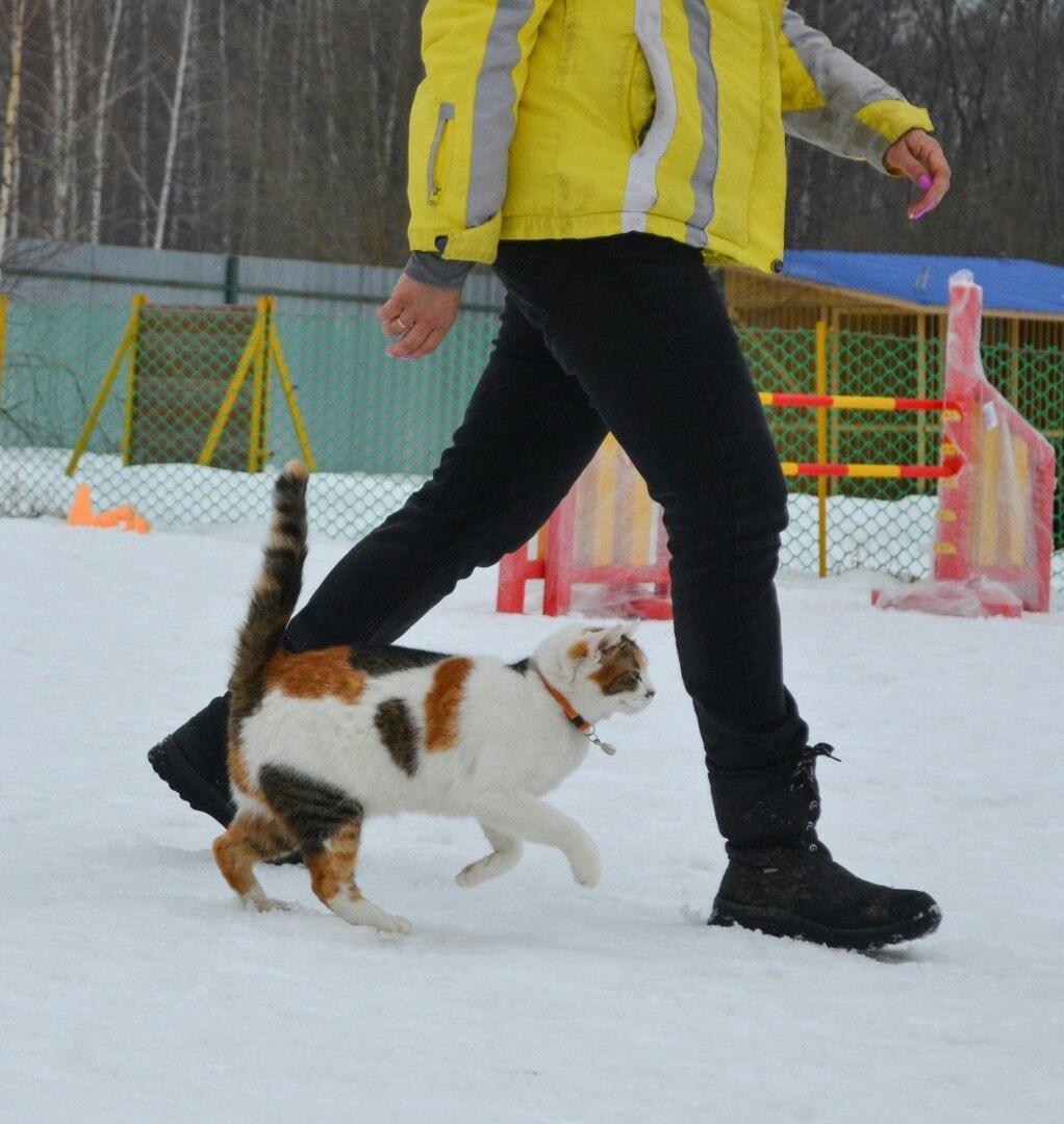 Кошка Шкода помогает обучать собак в коломенском дрессировочном центре |  04.03.2024 | Коломна - БезФормата