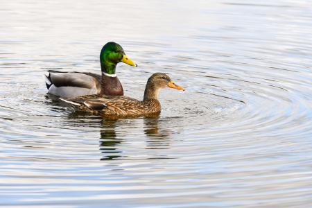 В Московской области стартовал месячник по обеспечению биологической защиты объектов птицеводства